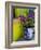 Bouganvilla in a Ceramic Pot, San Miguel De Allende, Guanajuato State, Mexico-Julie Eggers-Framed Photographic Print