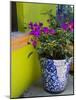 Bouganvilla in a Ceramic Pot, San Miguel De Allende, Guanajuato State, Mexico-Julie Eggers-Mounted Photographic Print