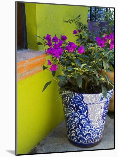 Bouganvilla in a Ceramic Pot, San Miguel De Allende, Guanajuato State, Mexico-Julie Eggers-Mounted Photographic Print