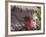 Bougenvilla Blooms Underneath a Thatch Roof, Puerto Vallarta, Mexico-Merrill Images-Framed Photographic Print