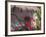 Bougenvilla Blooms Underneath a Thatch Roof, Puerto Vallarta, Mexico-Merrill Images-Framed Photographic Print