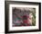 Bougenvilla Blooms Underneath a Thatch Roof, Puerto Vallarta, Mexico-Merrill Images-Framed Photographic Print