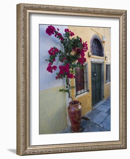 Bougenvillia Vine in Pot, Oia, Santorini, Greece-Darrell Gulin-Framed Photographic Print