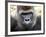 Boulas the Silverback Male Gorilla at Belfast Zoo, July 2001-null-Framed Photographic Print