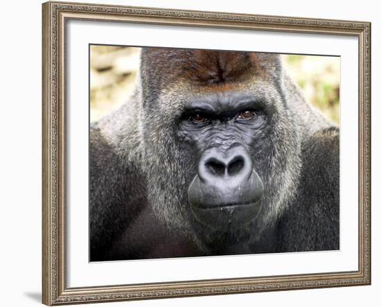 Boulas the Silverback Male Gorilla at Belfast Zoo, July 2001-null-Framed Photographic Print