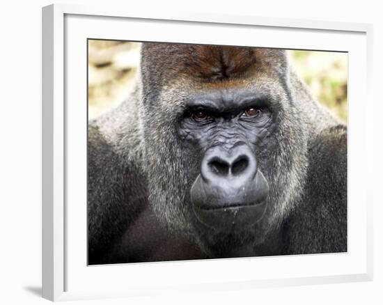 Boulas the Silverback Male Gorilla at Belfast Zoo, July 2001-null-Framed Photographic Print