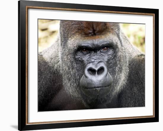 Boulas the Silverback Male Gorilla at Belfast Zoo, July 2001-null-Framed Photographic Print