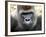 Boulas the Silverback Male Gorilla at Belfast Zoo, July 2001-null-Framed Photographic Print