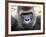 Boulas the Silverback Male Gorilla at Belfast Zoo, July 2001-null-Framed Photographic Print