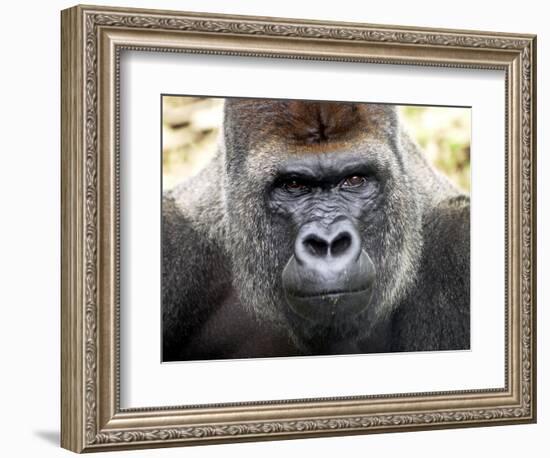 Boulas the Silverback Male Gorilla at Belfast Zoo, July 2001-null-Framed Photographic Print