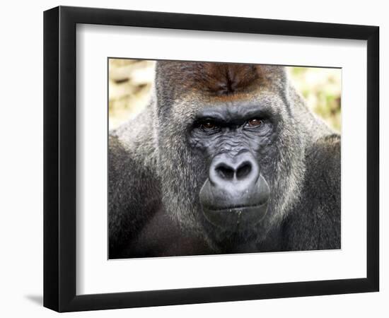 Boulas the Silverback Male Gorilla at Belfast Zoo, July 2001-null-Framed Photographic Print