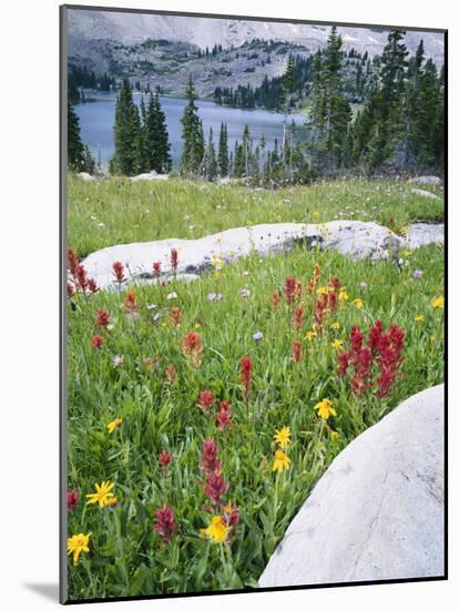 Boulders Amid Wildflowers, Ryder Lake, High Uintas Wilderness, Wasatch National Forest, Utah, USA-Scott T^ Smith-Mounted Photographic Print