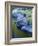 Boulders and Reflection, Little Salmon River, Idaho, USA-Charles Gurche-Framed Photographic Print