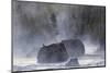 Boulders in Early Morning Mist, Gibbon River, Yellowstone National Park, Wyoming-Adam Jones-Mounted Photographic Print