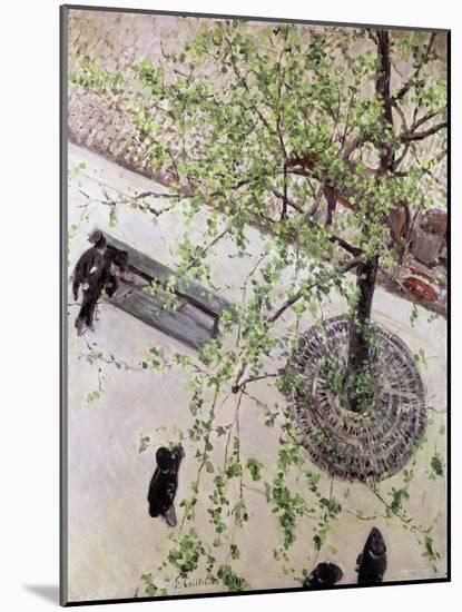 Boulevard Seen from Above, 1880 (Oil on Canvas)-Gustave Caillebotte-Mounted Giclee Print