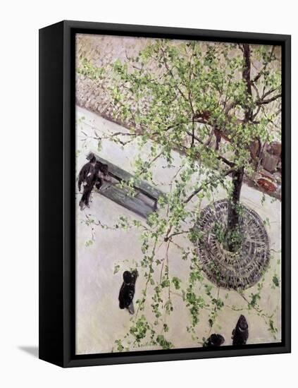 Boulevard Seen from Above, 1880 (Oil on Canvas)-Gustave Caillebotte-Framed Premier Image Canvas