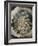 Bouquet dans une loge-Pierre-Auguste Renoir-Framed Giclee Print