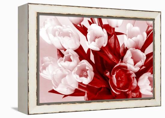 Bouquet from Several Tulips of Monochrome Red Color-malven-Framed Premier Image Canvas