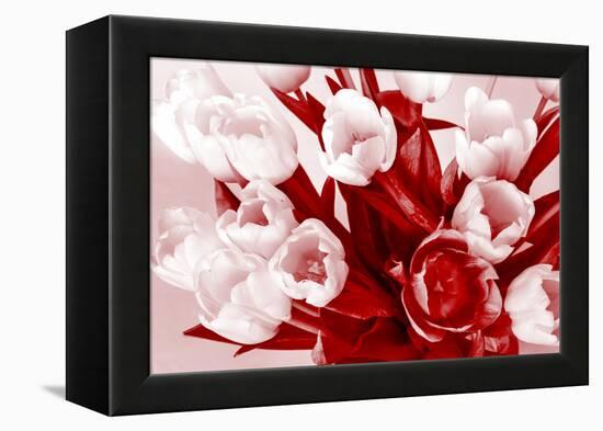Bouquet from Several Tulips of Monochrome Red Color-malven-Framed Premier Image Canvas