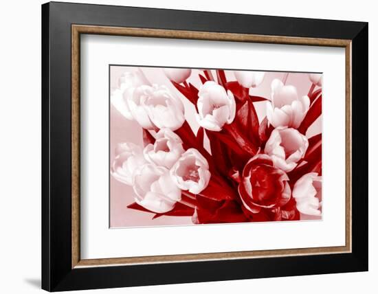 Bouquet from Several Tulips of Monochrome Red Color-malven-Framed Photographic Print