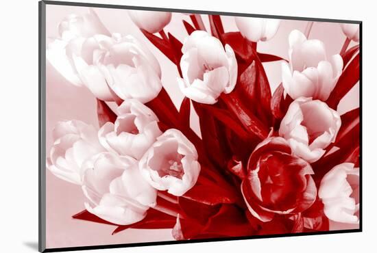 Bouquet from Several Tulips of Monochrome Red Color-malven-Mounted Photographic Print