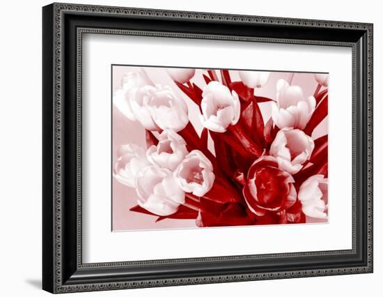 Bouquet from Several Tulips of Monochrome Red Color-malven-Framed Photographic Print