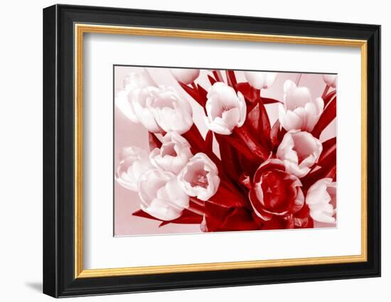 Bouquet from Several Tulips of Monochrome Red Color-malven-Framed Photographic Print