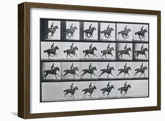 Bouquet, Galloping, Eadward Muybridge-Eadweard Muybridge-Framed Art Print