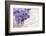 Bouquet, Lilac, Flowers, Purple, Violet, Vase, Spring-Andrea Haase-Framed Photographic Print
