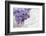 Bouquet, Lilac, Flowers, Purple, Violet, Vase, Spring-Andrea Haase-Framed Photographic Print