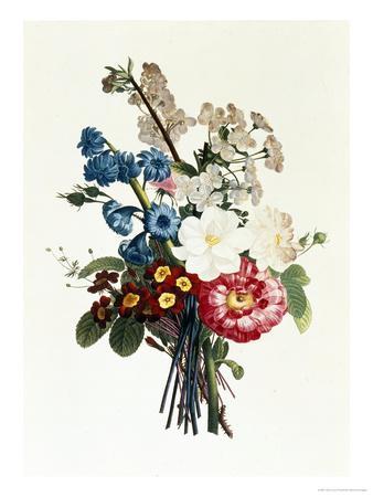 Bouquet of Camellia and Auricula' Giclee Print - Jean Louis Prevost |  Art.com
