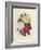 Bouquet of Camellias-Pierre-Joseph Redouté-Framed Giclee Print