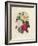 Bouquet of Camellias-Pierre-Joseph Redouté-Framed Giclee Print