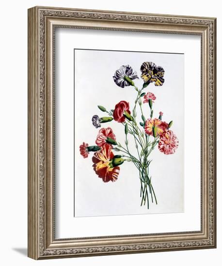 Bouquet of Carnations, from 'Collection Des Fleurs Et Des Fruits D'Apres Nature', Published 1805-Jean-Louis Prevost-Framed Giclee Print