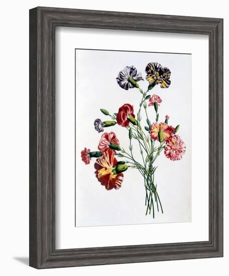 Bouquet of Carnations, from 'Collection Des Fleurs Et Des Fruits D'Apres Nature', Published 1805-Jean-Louis Prevost-Framed Giclee Print