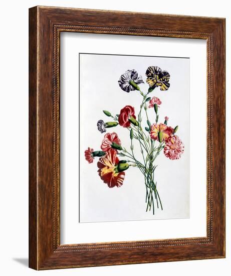 Bouquet of Carnations, from 'Collection Des Fleurs Et Des Fruits D'Apres Nature', Published 1805-Jean-Louis Prevost-Framed Giclee Print