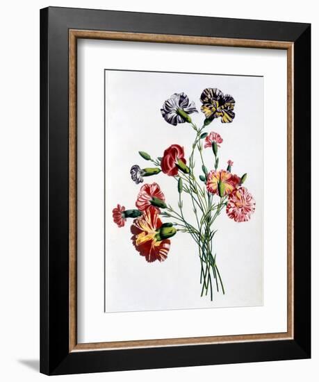 Bouquet of Carnations, from 'Collection Des Fleurs Et Des Fruits D'Apres Nature', Published 1805-Jean-Louis Prevost-Framed Giclee Print