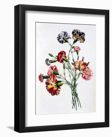 Bouquet of Carnations, from 'Collection Des Fleurs Et Des Fruits D'Apres Nature', Published 1805-Jean-Louis Prevost-Framed Giclee Print