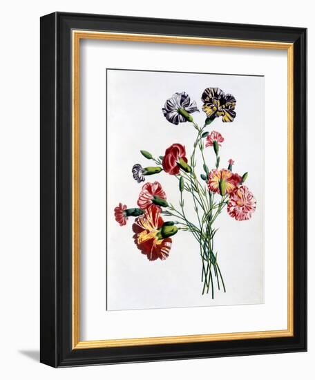 Bouquet of Carnations, from 'Collection Des Fleurs Et Des Fruits D'Apres Nature', Published 1805-Jean-Louis Prevost-Framed Giclee Print