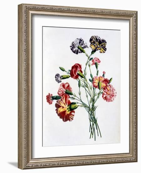 Bouquet of Carnations, from 'Collection Des Fleurs Et Des Fruits D'Apres Nature', Published 1805-Jean-Louis Prevost-Framed Giclee Print