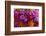 Bouquet of Colorful at a Farmers' Market, Savannah, Georgia, USA-Joanne Wells-Framed Photographic Print