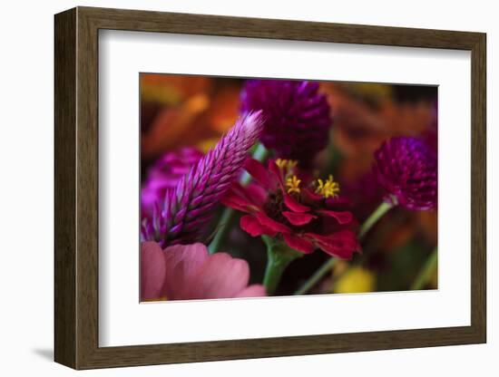 Bouquet of Colorful Flowers at a Farmers' Market, Savannah, Georgia, USA-Joanne Wells-Framed Photographic Print