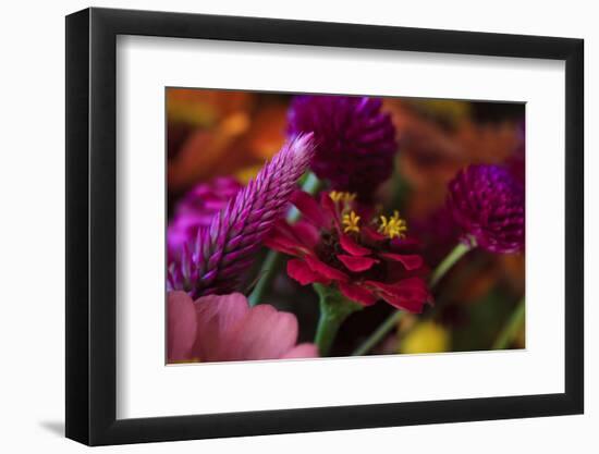 Bouquet of Colorful Flowers at a Farmers' Market, Savannah, Georgia, USA-Joanne Wells-Framed Photographic Print