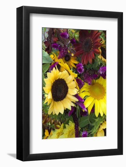 Bouquet of Colorful Sunflowers at Market, Savannah, Georgia, USA-Joanne Wells-Framed Photographic Print