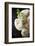 Bouquet of Flowers-manera-Framed Photographic Print