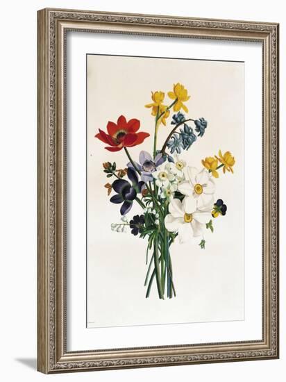 Bouquet of Narcissi and Anemone-Jean Louis Prevost-Framed Giclee Print