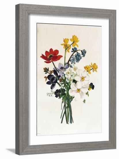 Bouquet of Narcissi and Anemone-Jean Louis Prevost-Framed Giclee Print