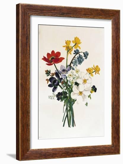 Bouquet of Narcissi and Anemone-Jean Louis Prevost-Framed Giclee Print