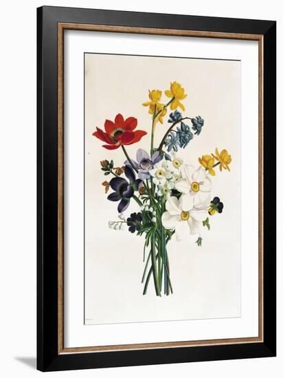 Bouquet of Narcissi and Anemone-Jean Louis Prevost-Framed Giclee Print