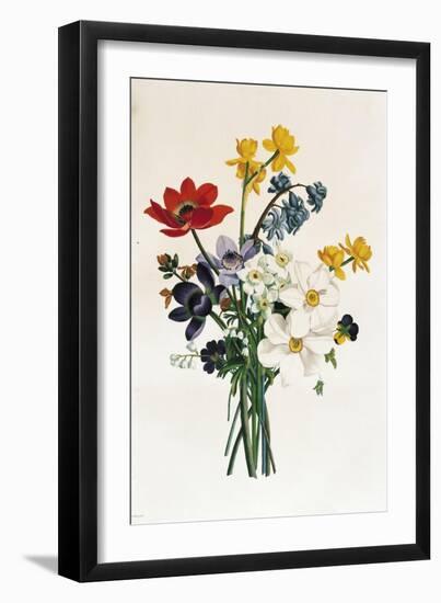 Bouquet of Narcissi and Anemone-Jean Louis Prevost-Framed Giclee Print